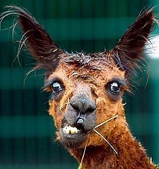 fun-animals-img_3-lama_3ee0c_25637499_94c8d_26157523.jpg